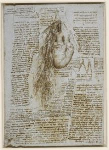 Heart and Lungs of an Oxen